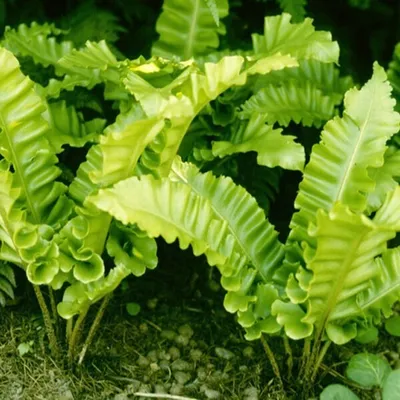 Produktbild von 6 x Streifenfarn  - Asplenium Scolopendrium 'Undulatum'  | Topf 9x9 cm