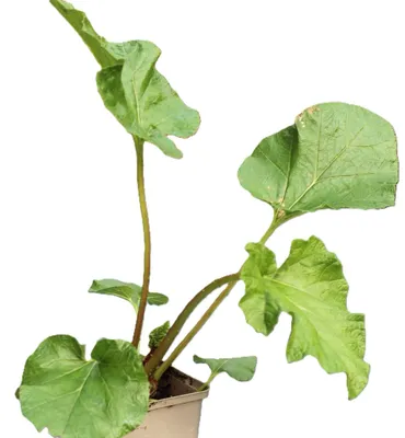 Obrázok produktu pre Veľkolistá gunnera (Gunnera manicata) – trvalka v črepníku 9x9