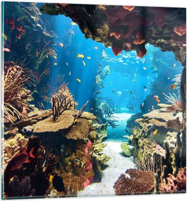 Produktbild von Bilder auf glas - Ozean Riff Fische Koralle - 70x70cm - Glasbilder - Wandbilder - Kunstdruck - zum Aufhängen bereit - Wanddekoration aus Glas - Glas Bilder - Wandbild auf Glas - GAC70x70-2872