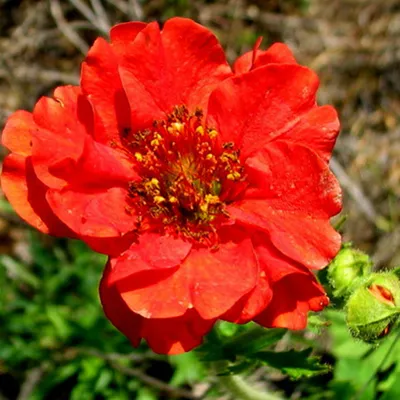 Produktbild von 6 x Nagelkruid - Geum chiloense 'Mrs Bradshaw' | Topf 9cm x 9cm