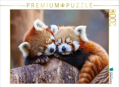 Produktbild von CALVENDO Puzzle Rote Panda | 2000 Teile Lege-Größe 90x67cm Foto-Puzzle für glückliche Stunden