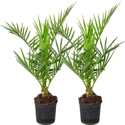 Produktbild von Bloomique - 2er Set - Phoenix Canariensis - Kanarische Dattelpalme - Palmenbaum - Balkonpflanzen winterhart - Höhe 50-70 cm - Topf 15 cm