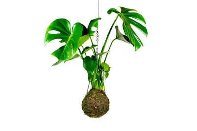 Obrázok produktu pre Gardners Kokedama Monstera Deliciosa (L)