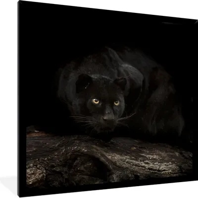 Produktbild von MuchoWow® Gerahmtes Poster Panther - Wald - Augen 40x40 cm - Poster mit Schwarzem Bilderrahmen Wandposter Rahmen Foto Bilder - Mit Rahmen - Wanddekoration Schlafzimmer