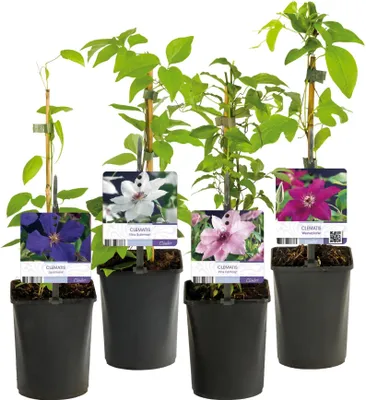 Produktbild von GreenboutiQ - Kletterpflanze - Clematis Rainbow - Blüte Rosa Weiß Lila Rot - Wenig Pflege - 4 Pflanzen - Topf 11cm Höhe 40cm