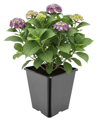 Image de Pot carré en plastique noir pour plantes d'intérieur ou d'extérieur, avec trous de drainage, idéal pour le jardin, dimensions : 25 x 25 x 26 cm, capacité : 11 litres, référence : GD-KW-HS