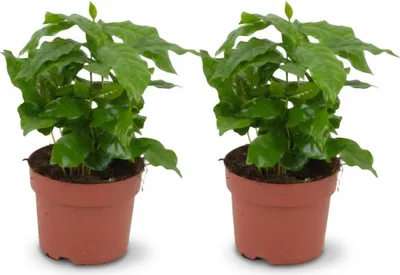 Obrázok produktu pre Kávovník Coffea Arabica, 2 rastliny, priemer 12 cm, výška 25 cm, tropická izbová rastlina