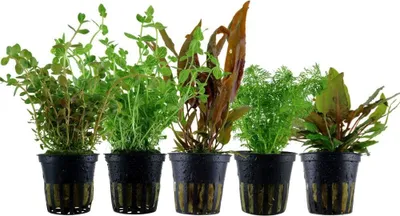 Produktbild von Pflanzen Set mit 5 Mittelgrund Topf Aquarium Wasserpflanzen AquaOne Nr.139