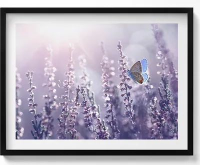 Produktbild von Schmetterling auf Feldblumen– Wandbild mit Rahmen – Gerahmtes Bild  – Wanddekoration – 80x60 cm –  Schwarz Rahmen