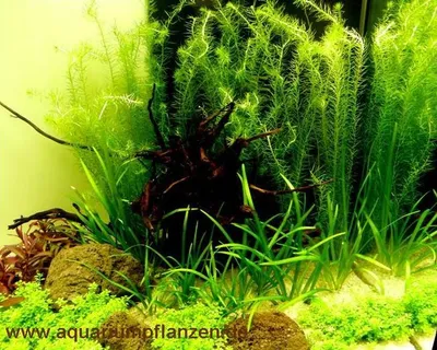 Produktbild von Nano V, Set Aquarium 30-40 l Pflanzen, Kies, Deko