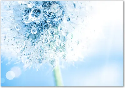 Produktbild von Tulup® Glas-Bild - 100 x 70 - Wandbild aus Glas - Wandkunst - Wandbild hinter gehärtetem Sicherheitsglas - Kunst: modern & klassisch - Pusteblume - Blau