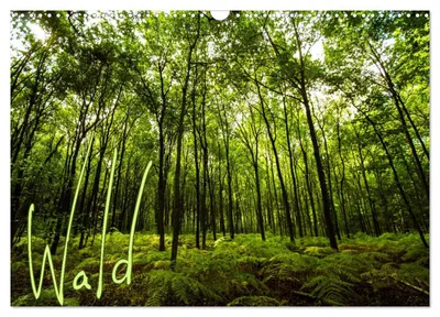 Produktbild von Wald (Wandkalender 2027 DIN A3 quer), CALVENDO Monatskalender