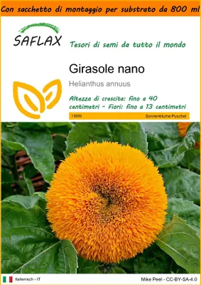 Immagine prodotto di SAFLAX Garden in the bag - Girasole nano - 40 semi - Helianthus