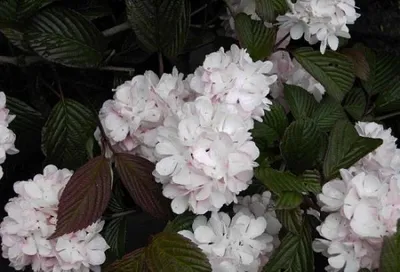Produktbild von Japanischer Schneeball Pink Sensation - Viburnum plicatum - 30-40cm