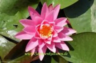 Produktbild von 1 SEEROSE der Sorte Rose Arey, rosa Blüte