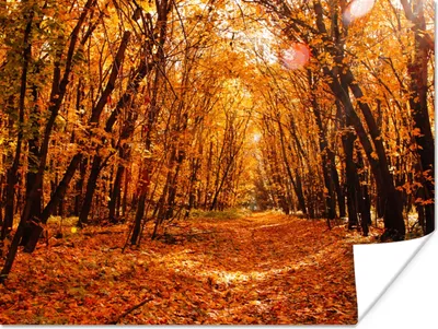Produktbild von MuchoWow® Poster Herbst - Wald - Laub - Jahreszeiten 160x120 cm - Foto Plakat