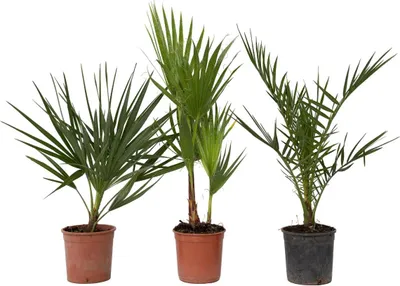 Three potted palm plants are displayed against a white background.