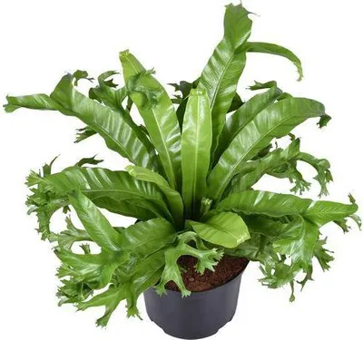 Produktbild von Nestfarn Asplenium nidus Crissie Vogelnestfarn Zimmerpflanze Ø23cm 55cm Deko
