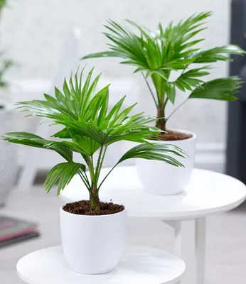 Produktbild von BALDUR-Garten Palmen Duo, 2 Pflanzen Luftreinigende Zimmerpflanze, unterstützt das Raumklima, Livistona rotundifolia Schirmpalme Zimmerpalmen, Grünpflanzen, mehrjährig - frostfrei halten