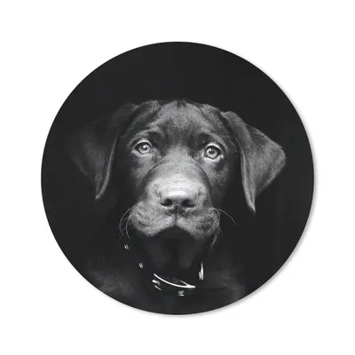 Produktbild von MuchoWow® Mauspad Mousepad Tierprofil Hund in schwarz und weiß 50x50 cm - Mousepads - Maus Mat - Pad - Mausunterlage - Vinyl