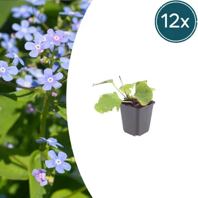 Zdjęcie produktu dla Brunnera macrophylla | 12 sztuk - 10-25cm - Ø9cm - Roślina ogrodowa