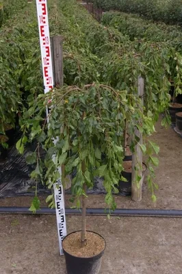 Produktbild von Malus Pendula - Zierapfel Pendula