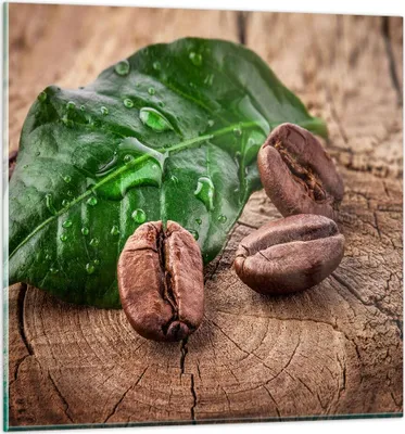 Produktbild von Bilder auf glas - Aroma Kaffee Pflanze Samen - 70x70cm - Glasbilder - Wandbilder - Kunstdruck - zum Aufhängen bereit - Wanddekoration aus Glas - Glas Bilder - Wandbild auf Glas - GAC70x70-2548
