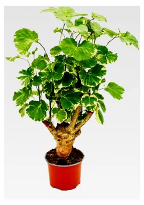 Produktbild von Weißbunte Fiederaralie - Polyscias balfouriana - pflegeleichte Zimmerpflanze - 12 cm Topf