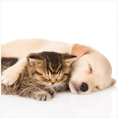 Produktbild von Wallario Magnet für Kühlschrank / Geschirrspüler, magnetisch haftende Folie - 60 x 60 cm, Motiv: Katze und Hund in Harmonie - Kuschelnde Tiere