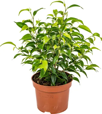 Zdjęcie produktu dla Bloomique - Ficus Benjamina Natasja - Figowiec płaczący - Roślina doniczkowa - Oczyszczająca powietrze - Łatwa w utrzymaniu - Wysokość 20-30 cm - Doniczka 12 cm