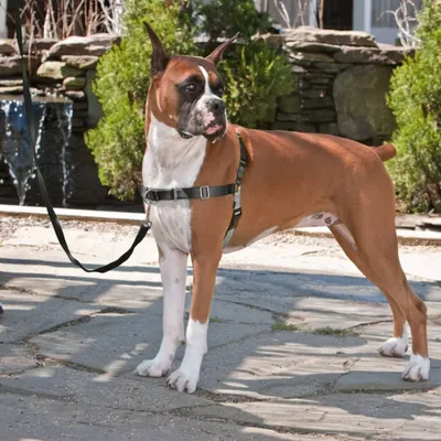 Obrázok produktu pre Postroj pre psov PetSafe Easy Walk S Black