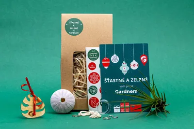 Obrázok produktu pre Gardners Vánoční dárková sada - Medusa "Vyrob si sám" PURPLE s Tillandsií Melanocrater