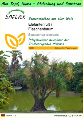 Produktbild von SAFLAX Garden to go - Elefantenfuß / Flaschenbaum - Beaucarnea recurvata - 10 Samen - Mit Topf, Klima - Deckel und Anzuchtsubstrat
