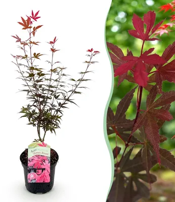 Image de Green boutiQ - Terrasplant - Japanse Esdoorn - Acer palmatum Skeetsers Broom - Paars - 1 Plant - Bladverliezend - Pot 19cm Hoogte 70cm