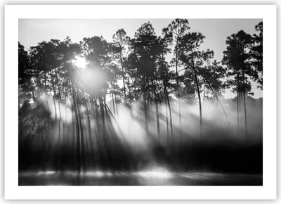 Produktbild von Poster - Poster ohne Rahmen - Wald Kiefer Sonne - 70x50 cm - Wand Bild - Wanddeko - Wandbilder - Kunstposter - Wandposter - Bilder - Kunstdruck - Wanddekoration - Wandbild - P2XAA70x50-4829