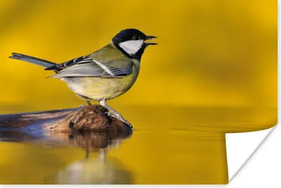 Produktbild von MuchoWow® Poster Kohlmeise - Vogel - Wasser 120x80 cm - Bilder