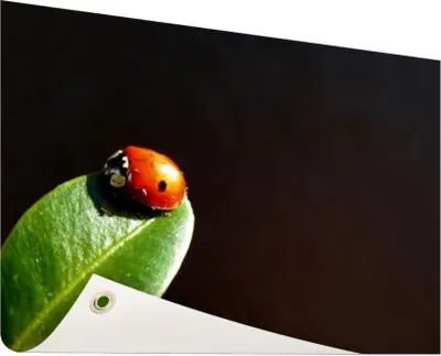 Produktbild von Gartenposter - 120x80 cm - Marienkäferblatt schwarzer Hintergrund  - Modernes Wandbilder