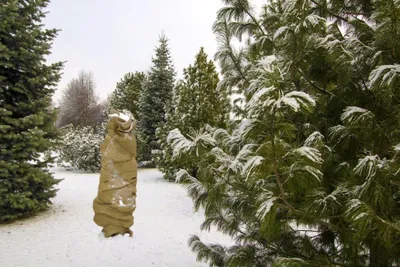 Artikelbild 1 von 'Jute-Schutzgewebe Natur (100 x 300 cm)' aus der Kategorie Winterschutz