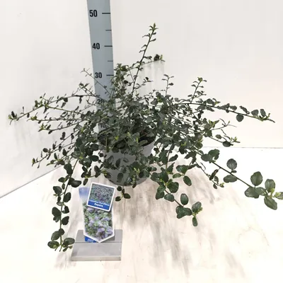 Immagine prodotto di Ceanothus thyr. 'Repens' - Ceanothus | 25-30 cm in vaso