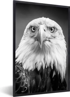 Produktbild von MuchoWow® Gerahmtes Poster Adler - Raubvogel - Schwarz - Weiß - Tiere 60x90 cm - Poster mit Schwarzem Bilderrahmen Wandposter Rahmen Foto Bilder - Kunst