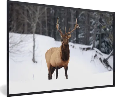 Produktbild von MuchoWow® MuchoWow® Gerahmtes Poster Rotwild - Schnee - Winter 90x60 cm - Poster mit zchwarzem Bilderrahmen - Fotorahmen - Foto-Plakat