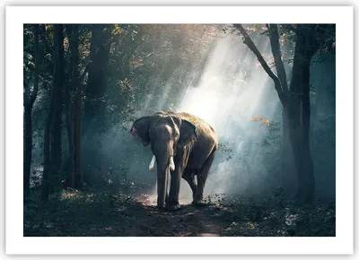 Produktbild von Poster - Poster ohne Rahmen - elefant natur - 70x50 cm - Wand Bild - Wanddeko - Wandbilder - Kunstposter - Wandposter - Bilder - Kunstdruck - Wanddekoration - Wandbild - P2XAA70x50-3972