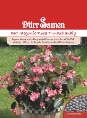 Produktbild von BIG-Begonie Rosa Dunkellaubig | Begoniensamen von Dürr Samen
