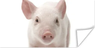 Produktbild von MuchoWow® Poster Schwein - Tiere - Weiß 40x20 cm - Poster für die Wand - Poster Schlafzimmer