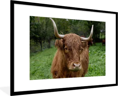 Produktbild von MuchoWow® MuchoWow® Gerahmtes Poster Schottische Hochlandrind - Tiere - Gras 90x60 cm - Poster mit zchwarzem Bilderrahmen - Wanddekoration - Fotos