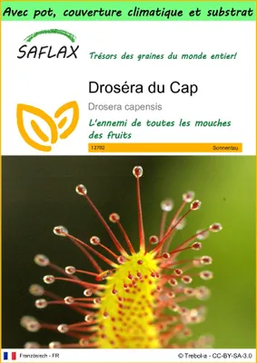 Image de SAFLAX Garden to go - Droséra du Cap - 200 graines - Drosera