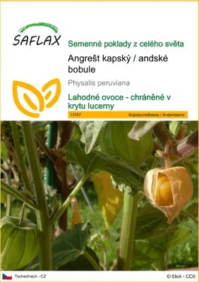 Produktbild von SAFLAX - Angrešt kapský / andské bobule - Physalis peruviana - 100 Semena