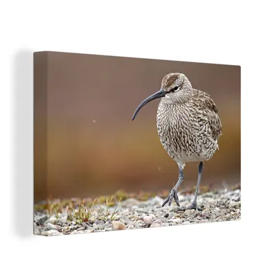 Obrázek produktu pro OneMillionCanvasses® Malba na plátně Nástěnná malba na plátně - A po oblázcích se prochází chocholouš - 150x100cm