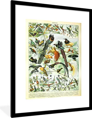 Produktbild von MuchoWow® Gerahmtes Poster Vögel - Tier - Natur 60x80 cm - Poster mit Schwarzem Bilderrahmen Wandposter Rahmen Foto Bilder - Wohnzimmer - Dekorationen - Prämie