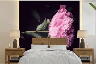Obrázek produktu pro MuchoWow® Fototapety do obývacího pokoje nebo ložnice tapety vinylové motivy tapety Pivoňka s kapkami rosy 220x220cm